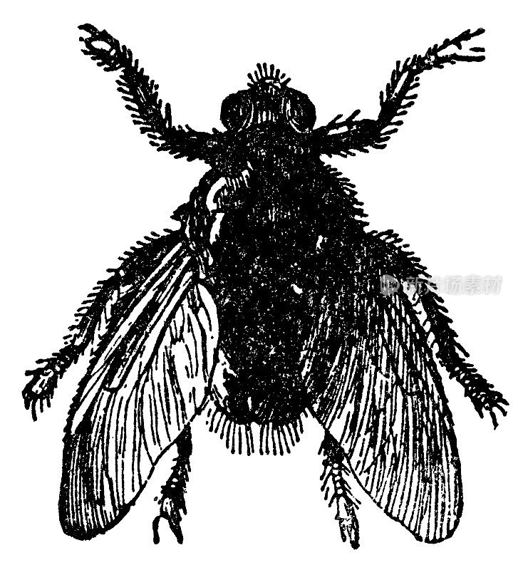 新的森林飞虫(马科动物)- 19世纪